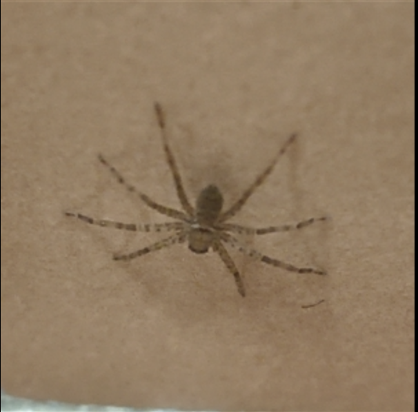 Pantropical Huntsmen spider